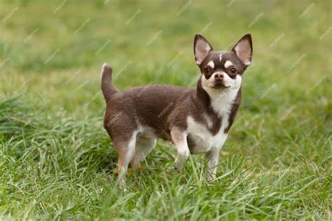 Chihuahua Breeds