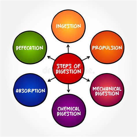 Image result for Digestion Process Step by Step Explained