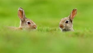 Image result for Cute Bunny Rabbit 1080