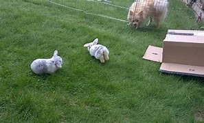 Image result for Baby Mini Lop Bunnies