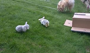 Image result for Grey Mini Lop Bunny