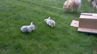Image result for Grey Baby Bunnies Mini Lop