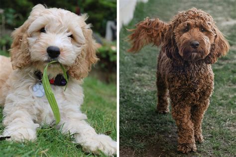 Image result for Cockapoo Breed