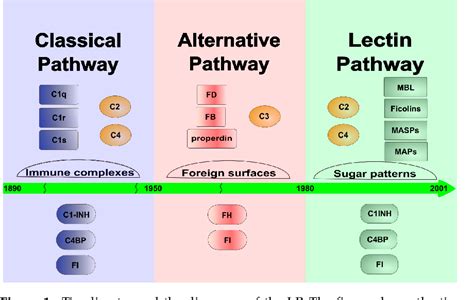 Image result for Lectin Pathway Animation