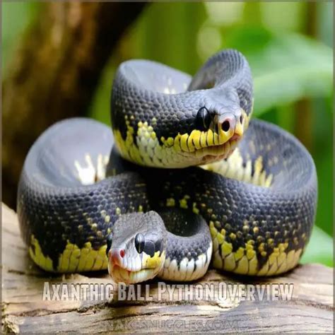Image result for Axanthic Ball Python Morphs