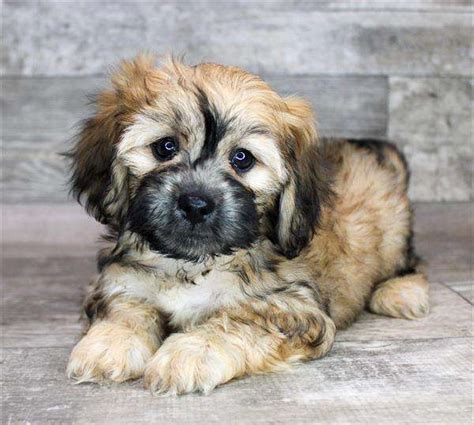 Image result for Lhasapoo Grooming Kit