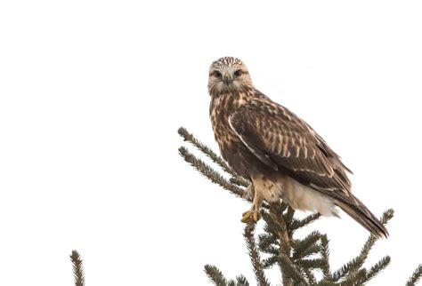 Hawks In North Carolina: Catch A Glimpse Of All 9 Species