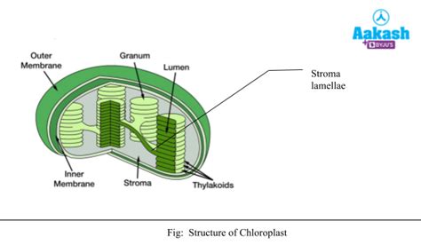 Plant Cell: Definition, Structure & Types | AESL
