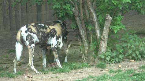 Image result for Dangerous Python