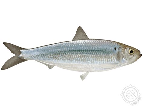 What Is Herring Fish In Filipino at Justin Dale blog