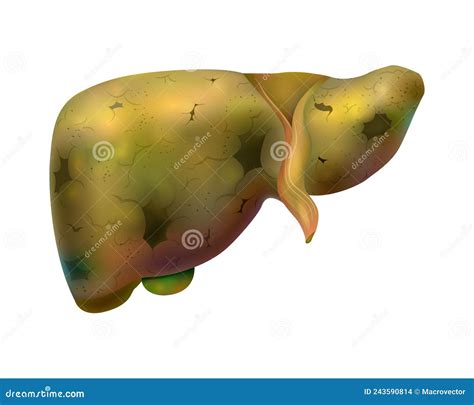 Image result for Liver Function Grincs