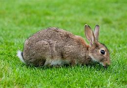 Image result for Animals Related to Rabbits