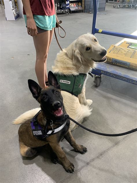 How Is A Service Dog Trained