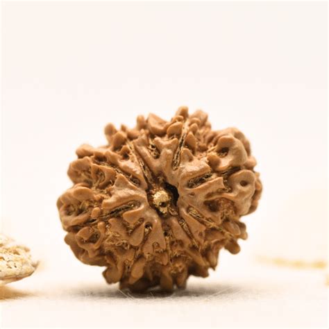 10 Mukhi Nepali Rudraksha - Large – Adiyogi Rudraksh & Adiyogi Gemstones