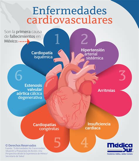 Enfermedades cardiovasculares | Enfermedades cardiovasculares, Cardiovascular, Patologias ...