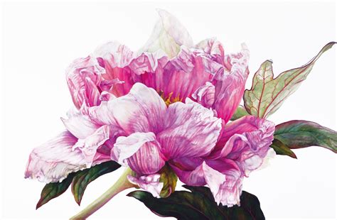 Rosie Sanders, Tree Peony, 2023 | Jonathan Cooper