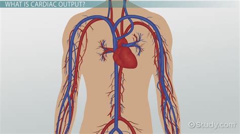 Animation Cardiac Output 的图像结果