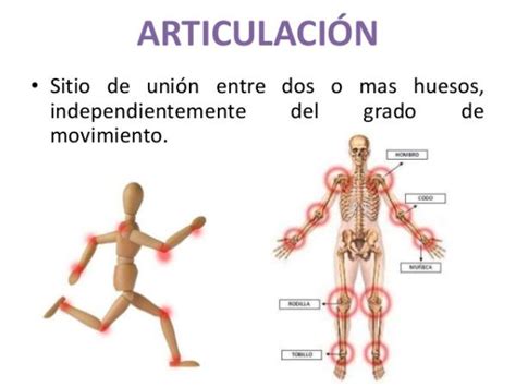 Vea los detalles de la imagen relacionada. Cuál es la FUNCIÓN de las ARTICULACIONES - ¡¡RESUMEN CORTO!!