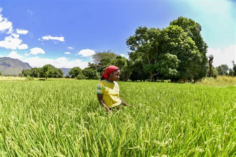 African Agriculture 的图像结果