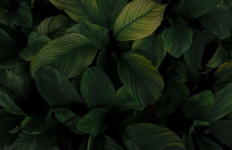 Relax and Rejuvenate with Massage at Green Health Massage