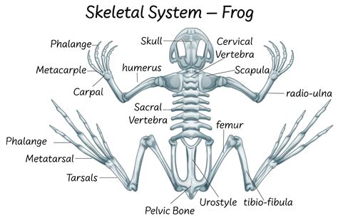 Frog Skeleton Clipart