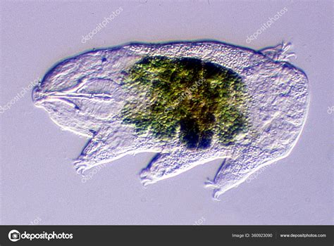 Tardigrade Food Belly Drops Water Microscope 200X Stock Photo by ©dr ...