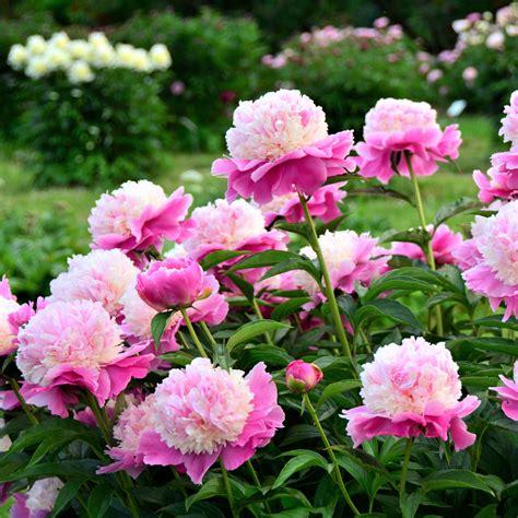 What Plants Go With Peonies at Archie Bernardino blog