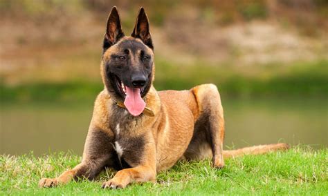Top 9 Working Dog Breeds – The Dogington Post
