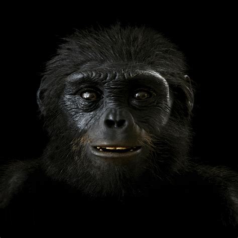 Australopithecus Habilis 的图像结果