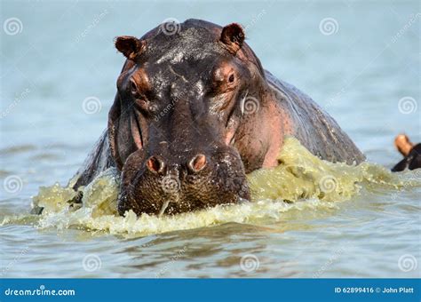 A Hippo on the charge stock photo. Image of hippo, boat - 62899416