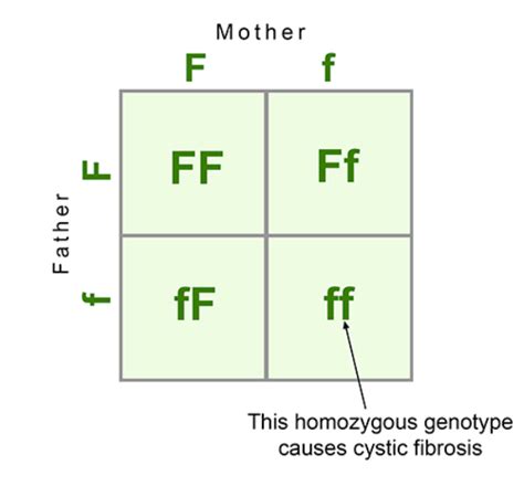 Image result for Recessive Allele Example