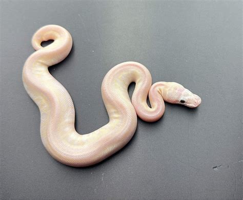 Image result for Crystal Ball Python