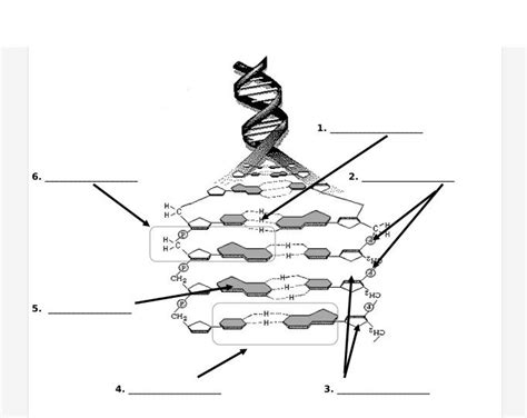 DNA Replication Structure 的图像结果
