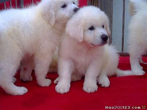 大白熊犬图片第28张_大白熊犬图片 - 中国名犬网