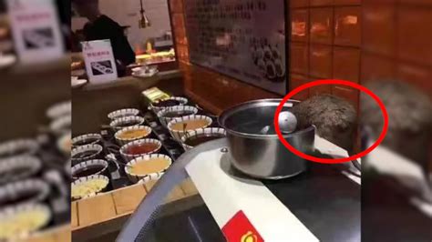 饭店餐台老鼠“淡定喝水” 店家：灭鼠掉下来的_凤凰网视频_凤凰网