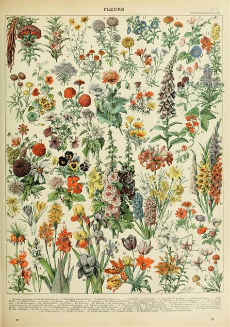 botanical illustrations public domain