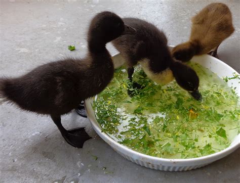 What To Feed Young Ducks