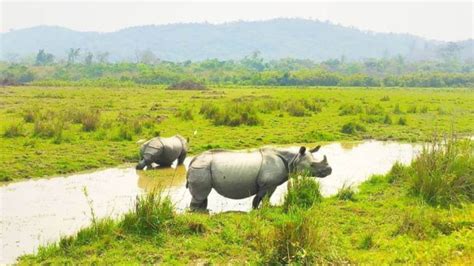Assam tourism surges in 2023: Domestic and international tourist ...