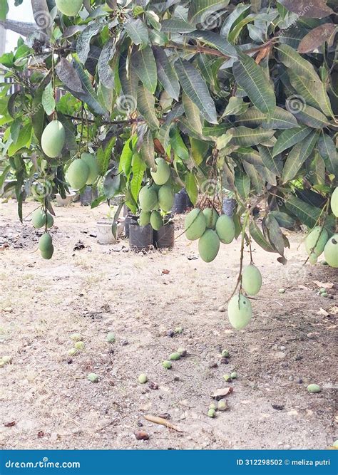 Several Mangoes Grow on Trees in the Aceh Region, Indonesia Stock Photo ...
