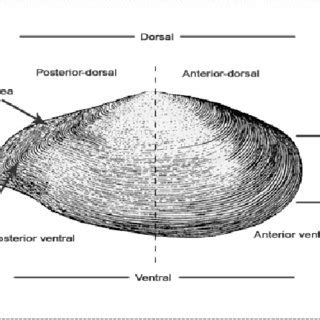 Image result for Lateral View Musselshell