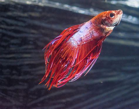 Betta Fish Fin Rot: Symptoms, Causes, Prevention & Treatment | FishLab