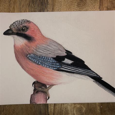 Image result for Drawing Tutorials Pretty Birds