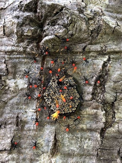 Image result for Springtail vs Termite