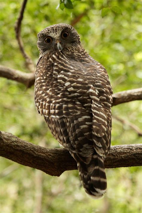 10 threatened species Queensland Trust for Nature is protecting - Queensland Trust For Nature