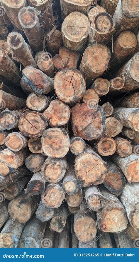 Image result for Eucalyplus Pulp