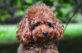 Image result for Teacup Poodle Puppies