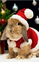Image result for Spring Related Pictures Bunnies