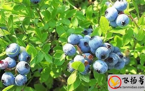 蓝莓的种植方法和技术（蓝莓种植必要的4个条件）-飞扬号