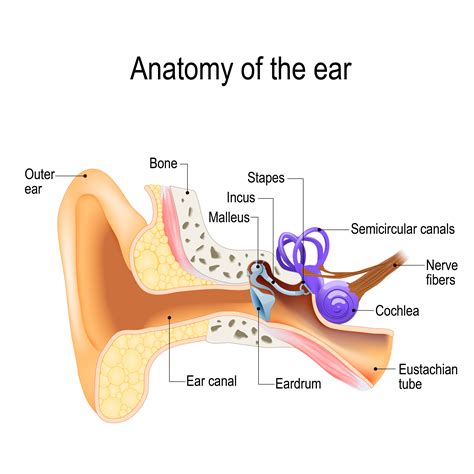 Anatomy Of Ear