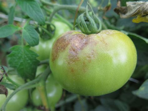 Tomato Diseases